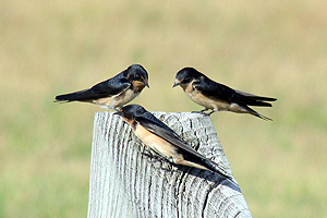 Barn Swallow